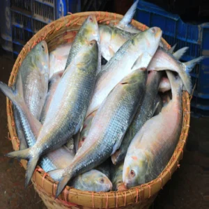 ইলিশ মাছ (Hilsha Fish) – পদ্মা নদীর আসল ইলিশ